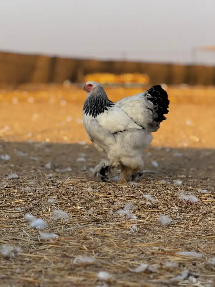 براهما كولمبي لايت سلالة كونك 3