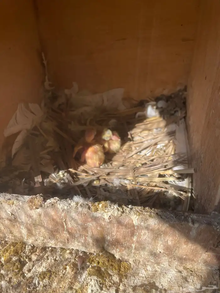 زاجل اجواز 13