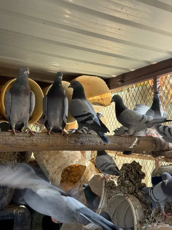 حمام زاجل منتج 1