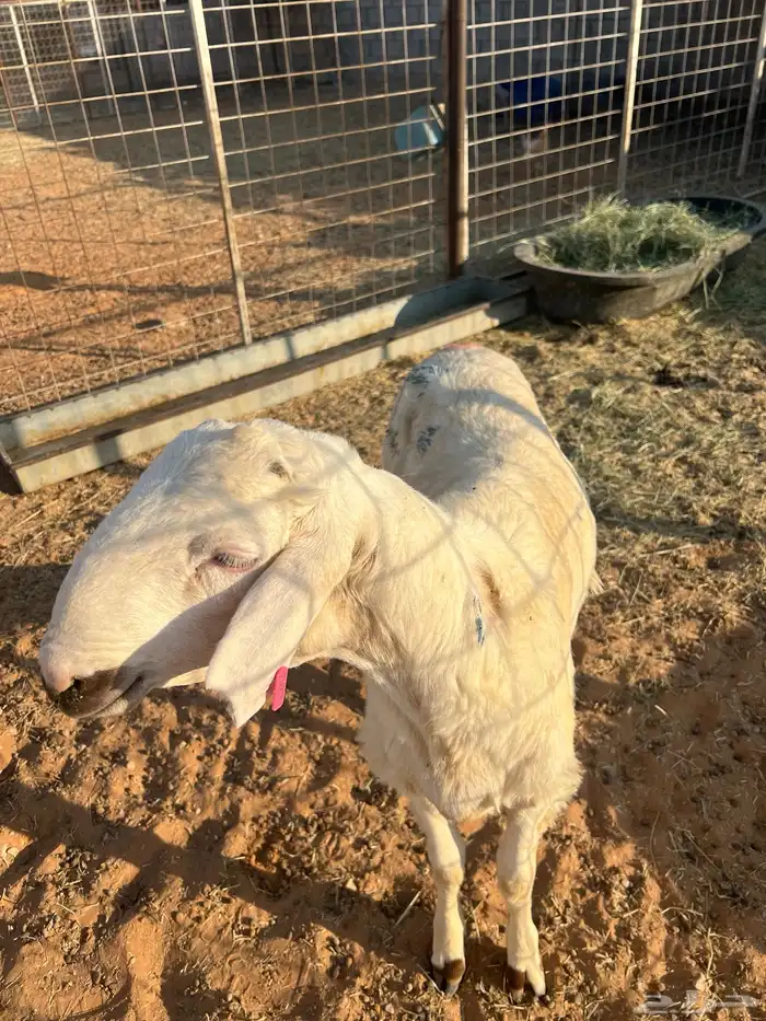 خروف ساكني للبيع 2