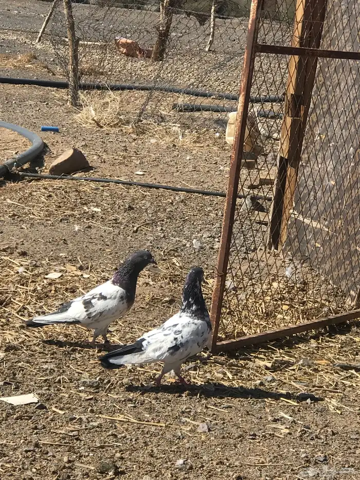 حمام باكستاني 5