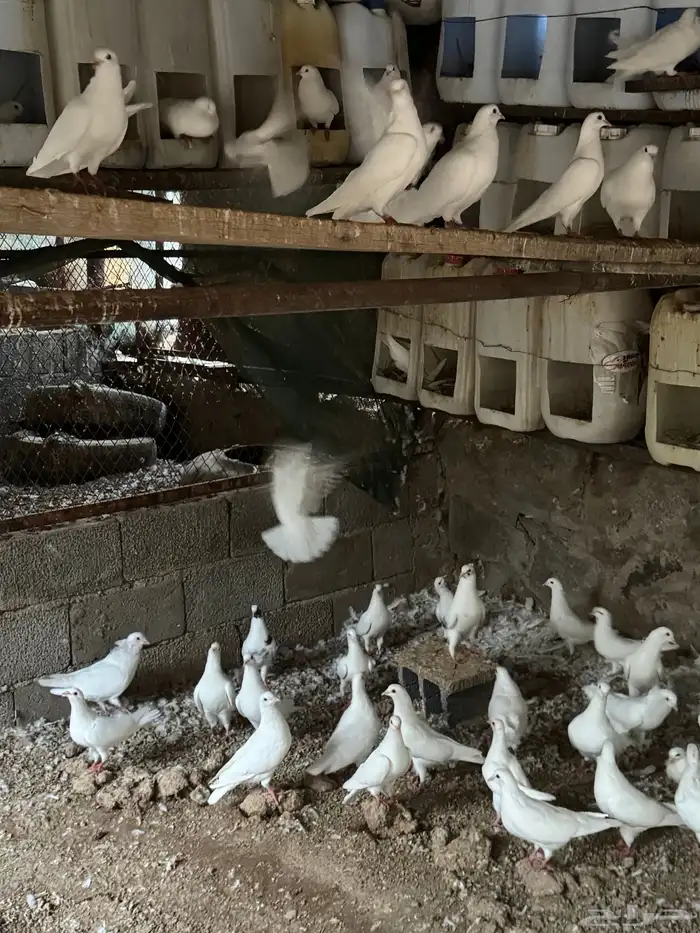 حمام فرنسي 12