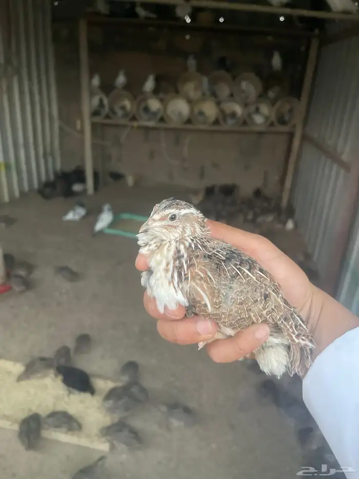 محميه فرح ( سمان ) 1