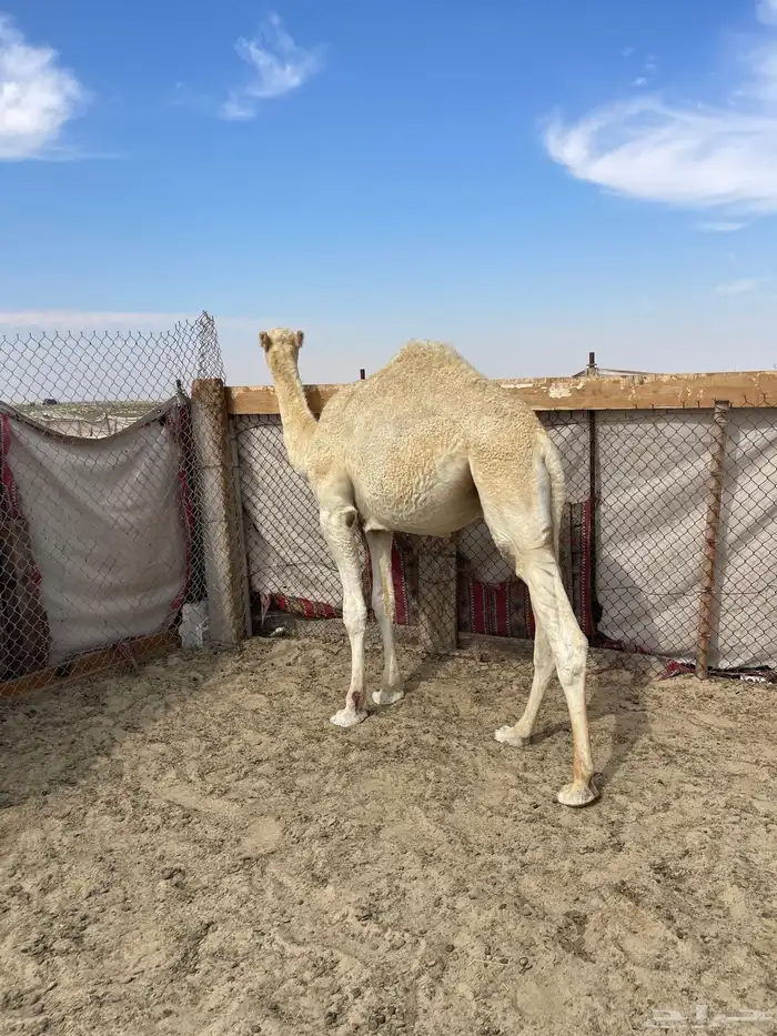 قعود فل الفل على برسيم وشعير بيع بالربع 2