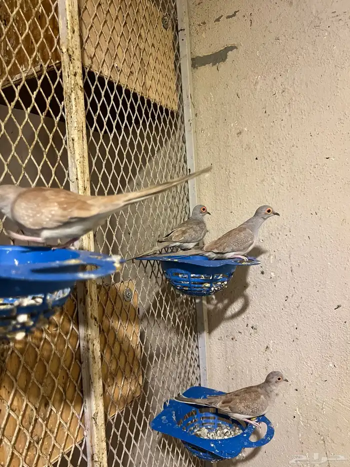 أزواج يمام ماسي أورنج نوادر 1