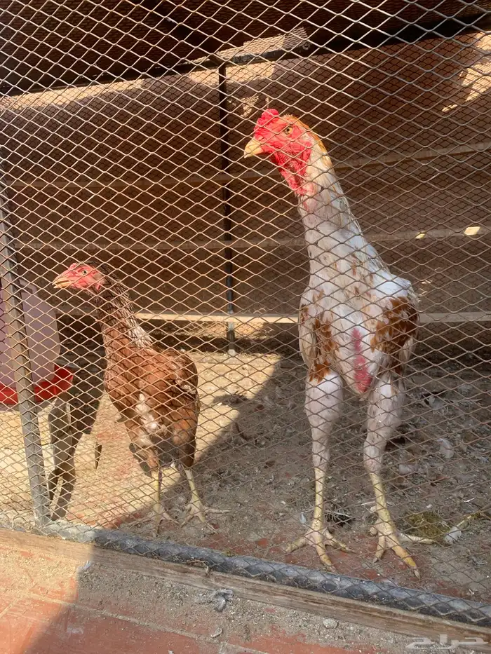 ديك مكس شامو و سندي 1