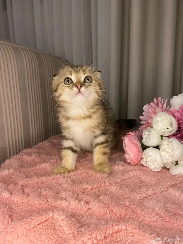 قطط سكوتش تربل فولد واستريت للبيع 3