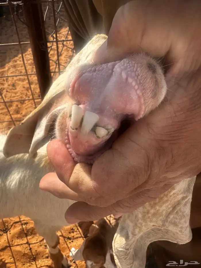 عنز خلفه(تم البيع) 2