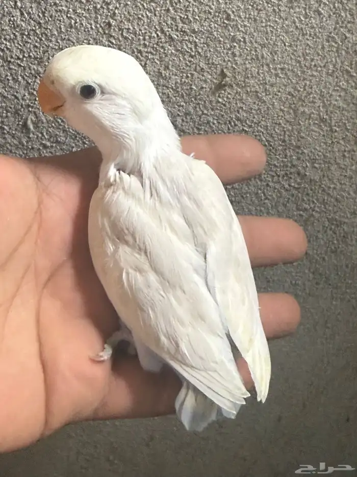 فرخ فيشر هولندي ابيض 0