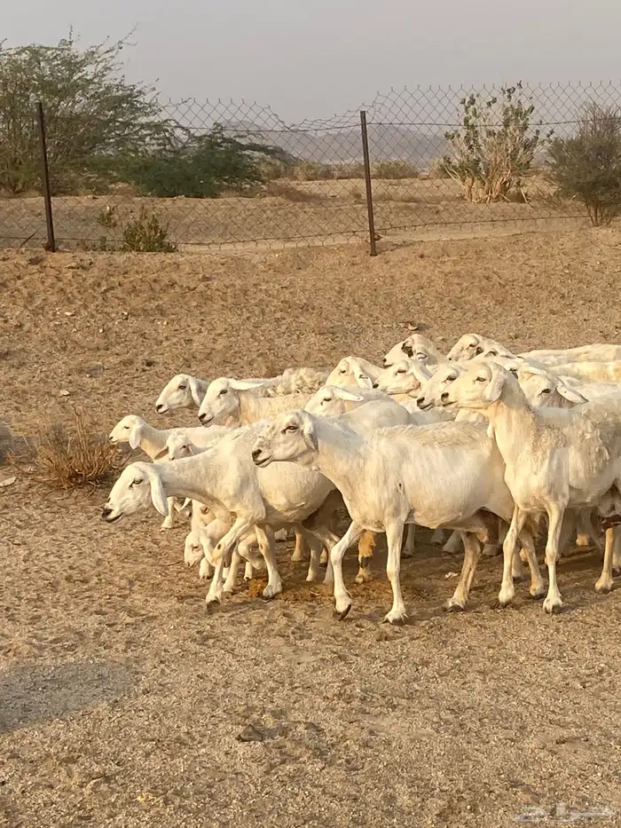 غنم خلفات 7