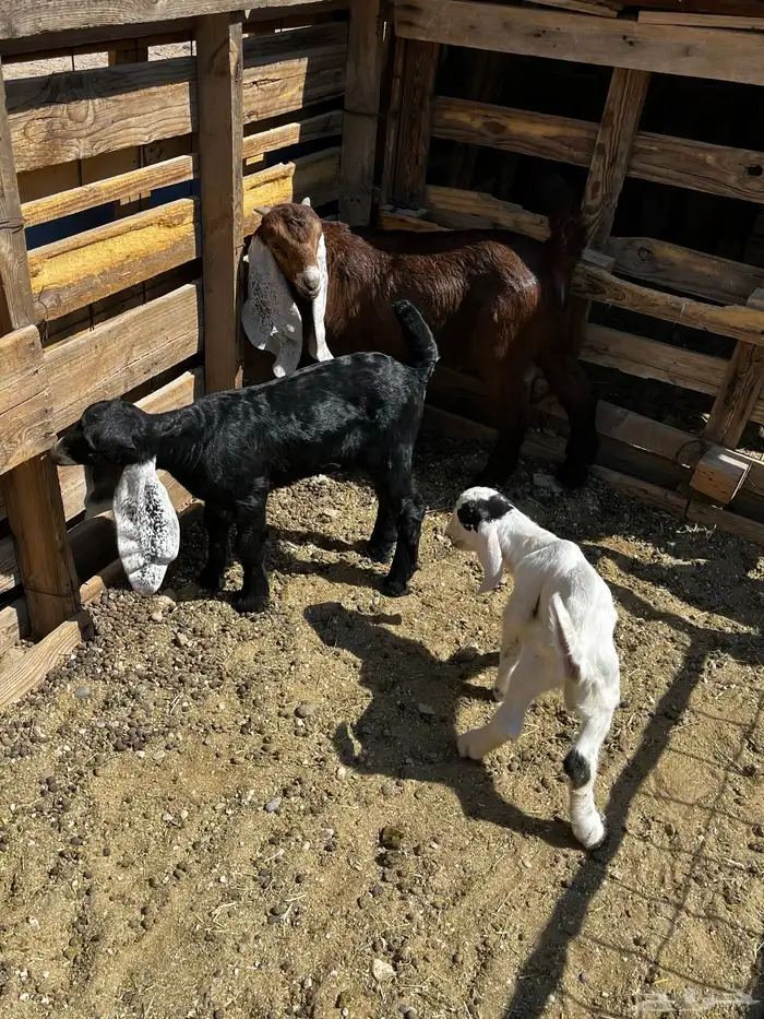 معزا للبيع 4