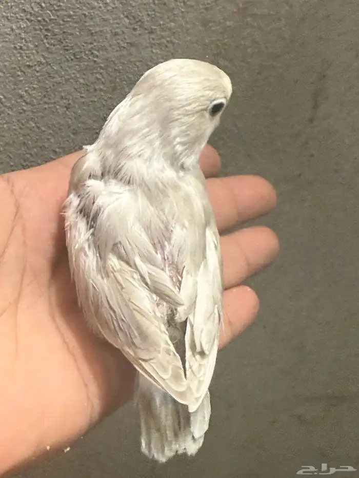 فرخ فيشر هولندي 2