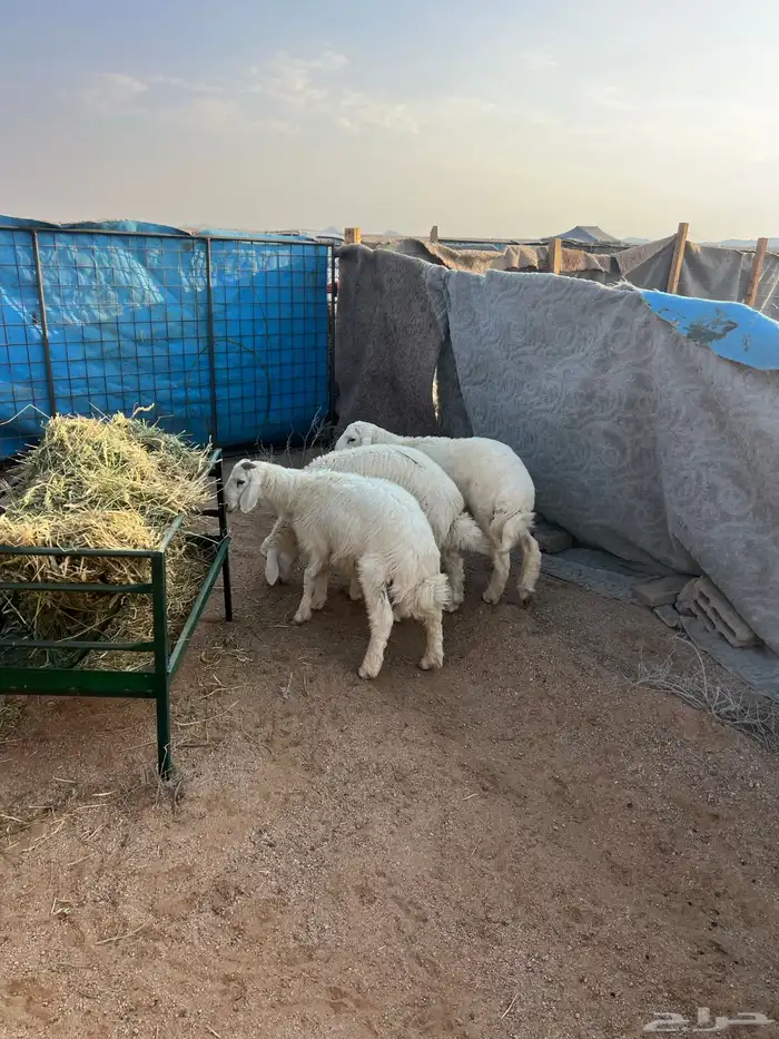 خرفنا طيبه ذبح 3