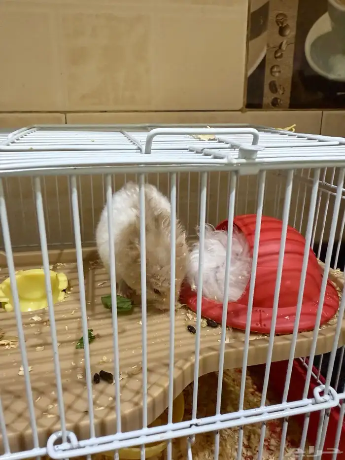 همستر بسعر رمزي جدا مع القفص 0