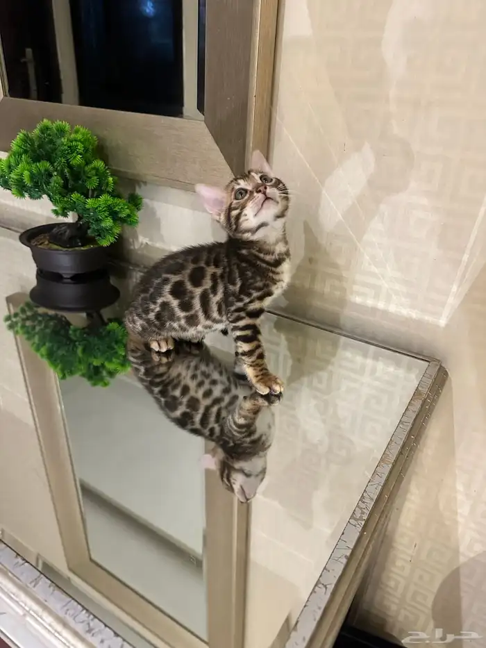 قطط بنغال بلاك سنو سلفر وبروان جميع الالوان 10