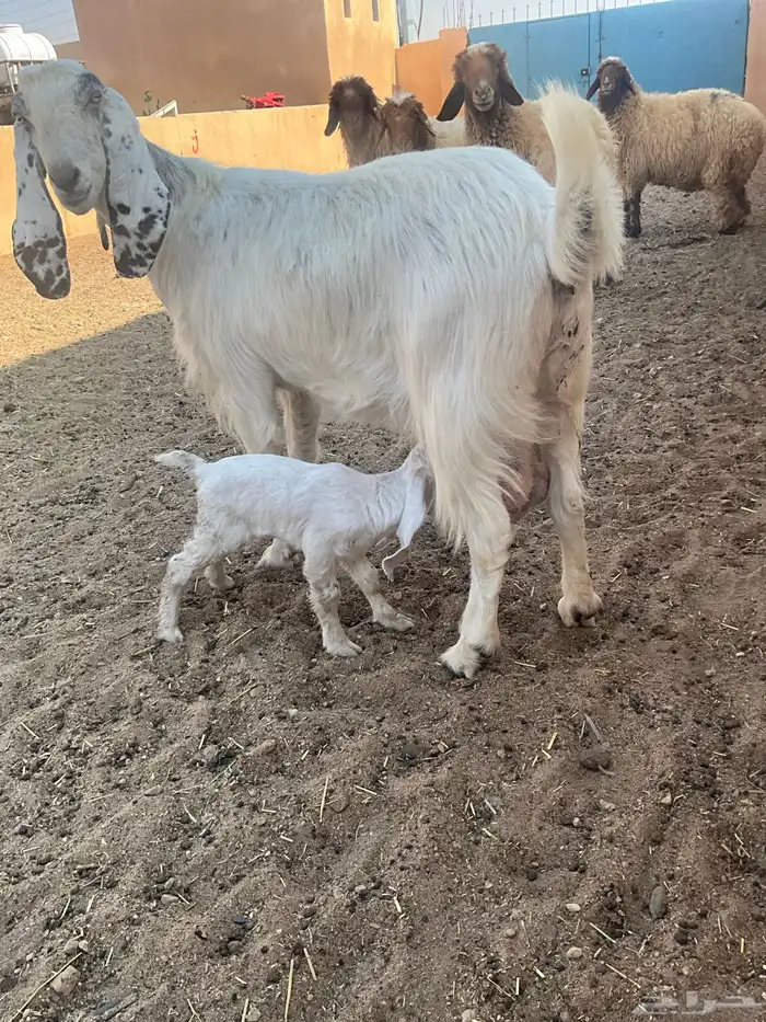 عنز مطفل خصم 5