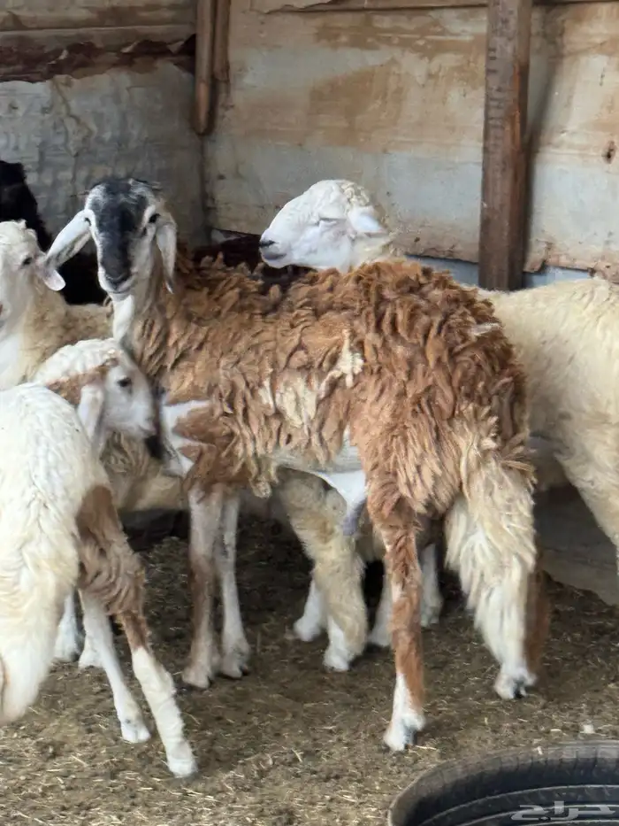 4 طليان للبيع 3