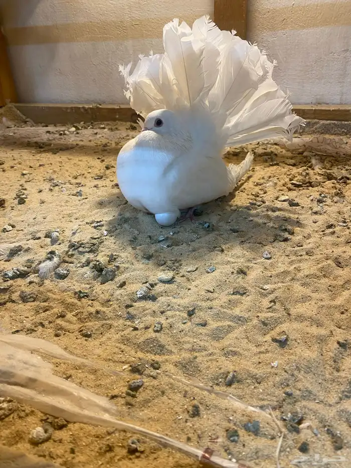 حمام شماسي بيور 1