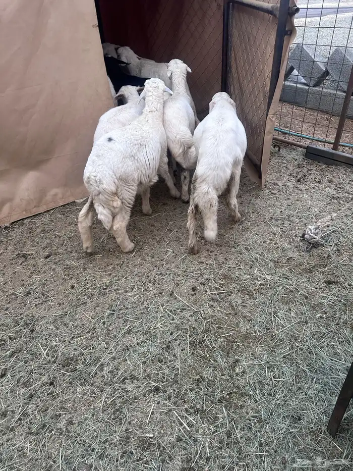 بهم للبيع العدد15 2