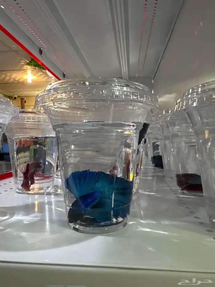 متوفر سمك الفايتر الحبة 6 ريال 3