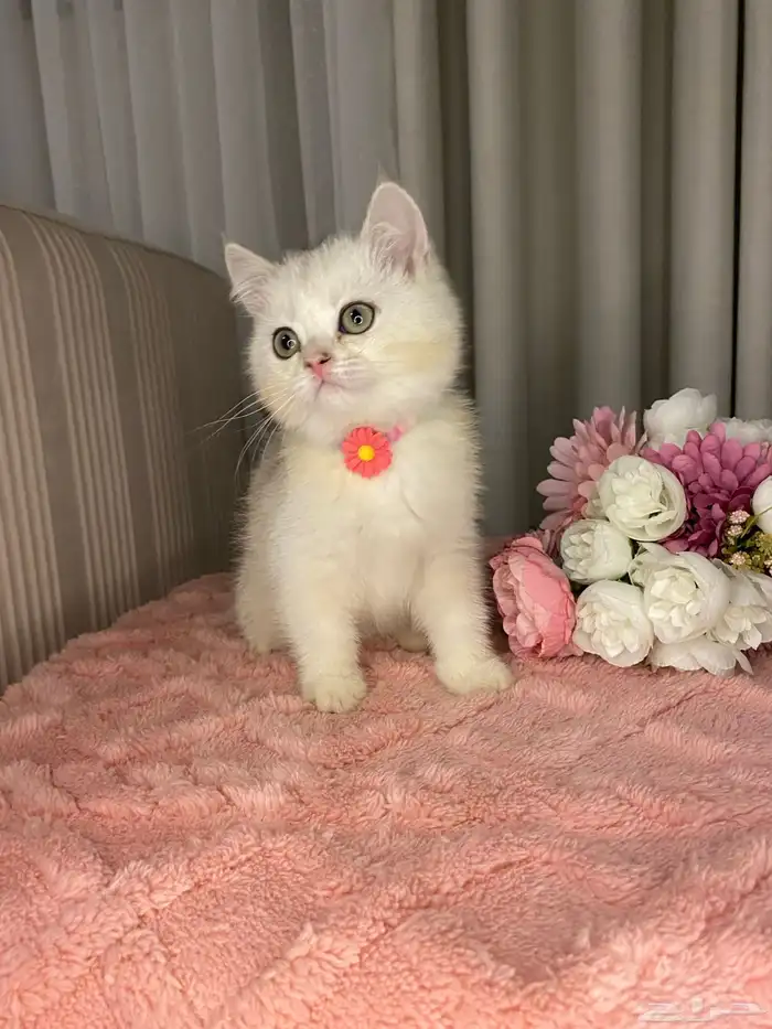 قطط سكوتش تربل فولد واستريت للبيع 5