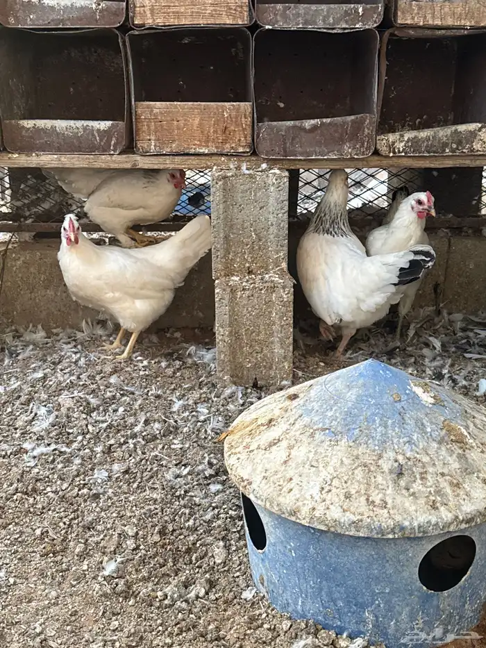 دجاج فرنسي 2