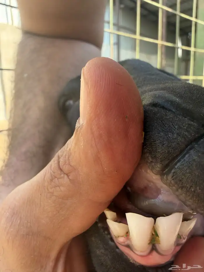 ماعز مرسيانو المعروفة بإنتاج الحليب 10