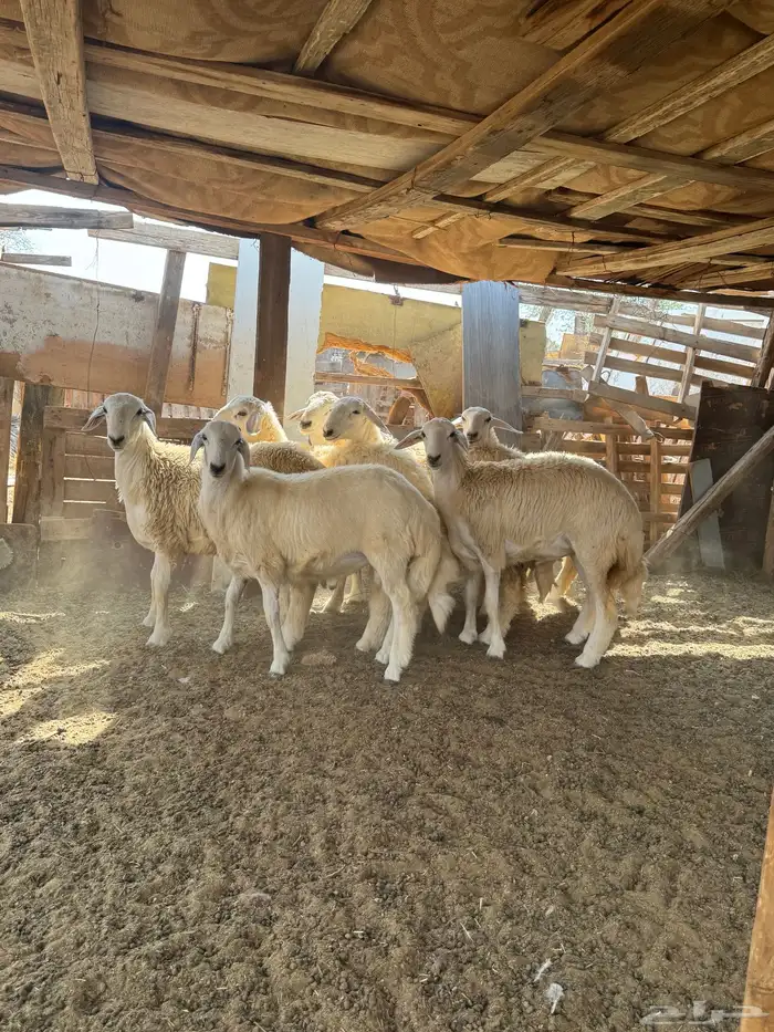 طليان حريه 1