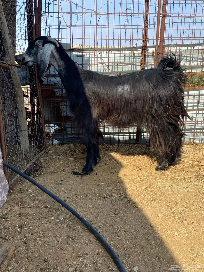 جفرة والد ( تم البيييع ) 0