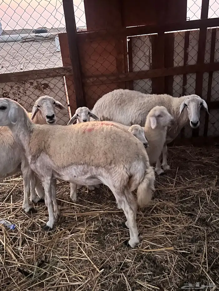 ضان دفيع ومتابيع 0