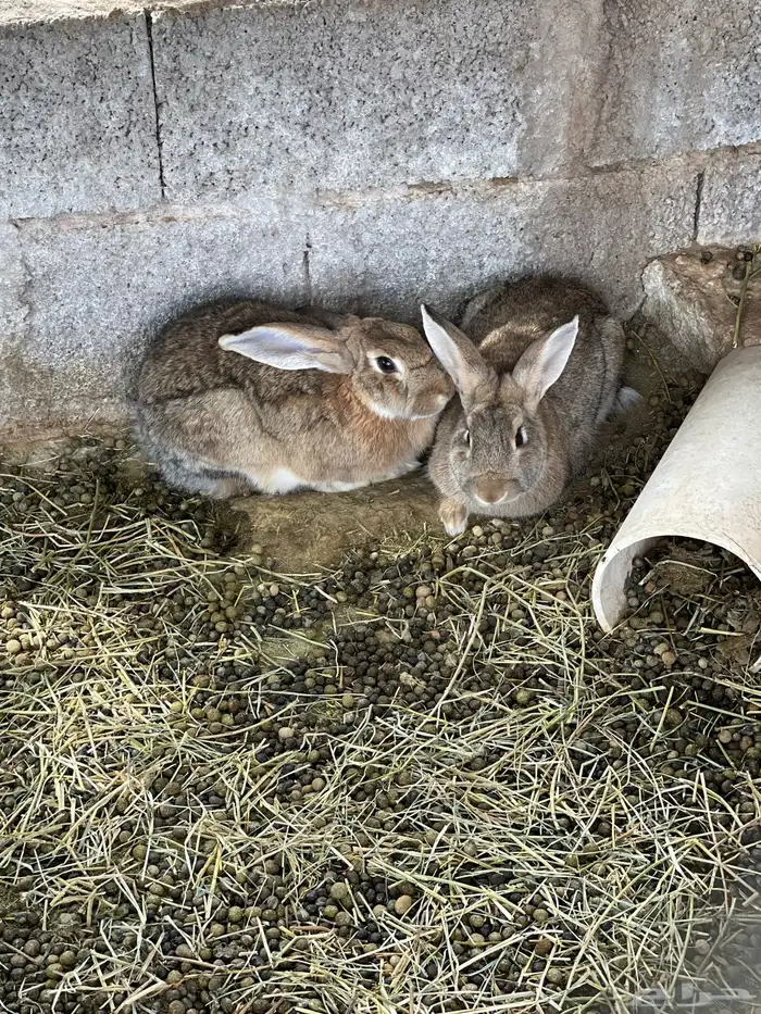 أرنب لبيع أنثى 0