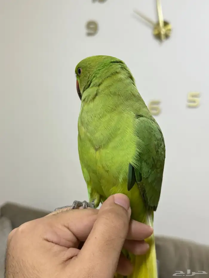 درة هندي( تم البيع ) 4