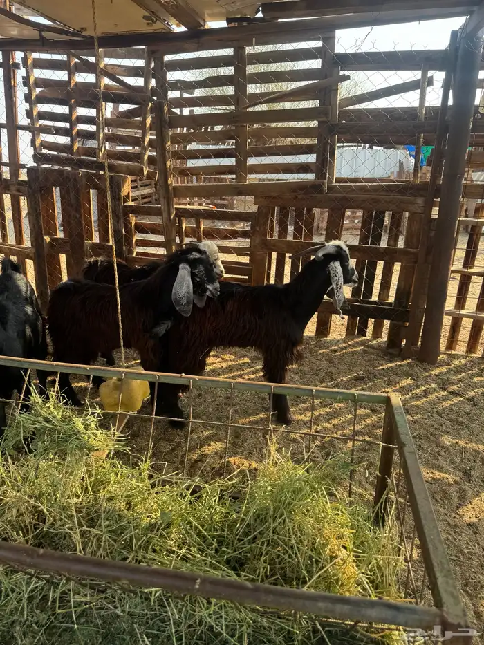 جفار وتيس مضبي 15