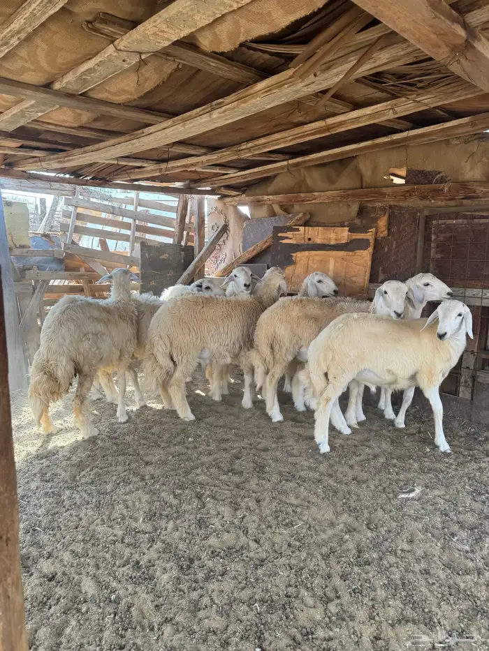 طليان حريه 2