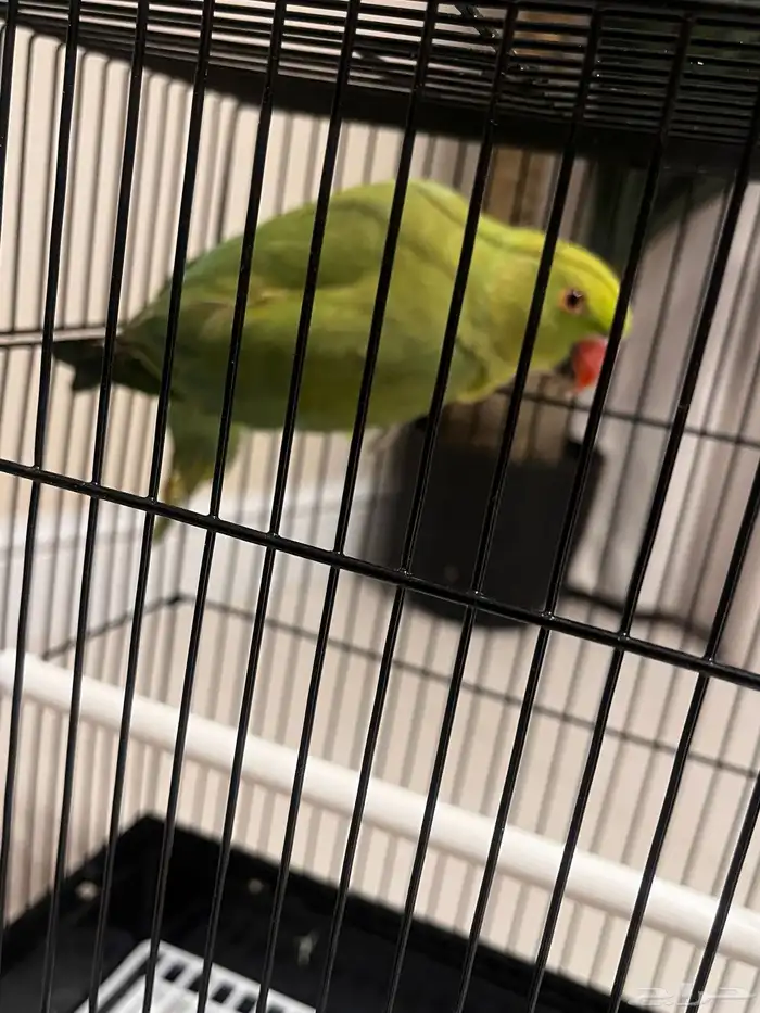 ببغاء الدره للبيع 1