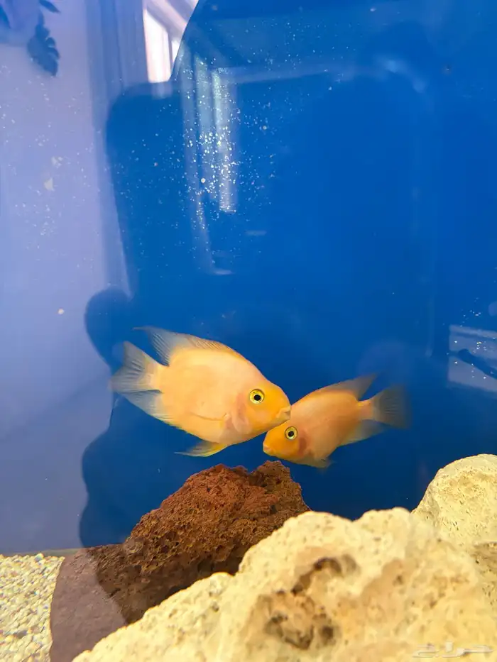 سمك مفترس ببغاء برتقالي للبيع 4