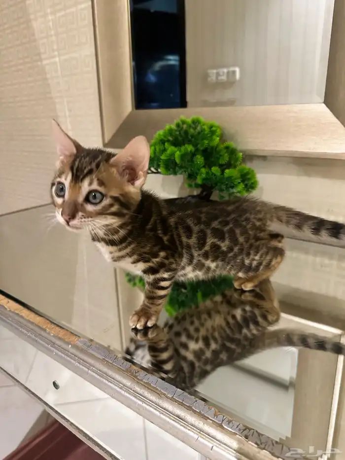 قطط بنغال بلاك سنو سلفر وبروان جميع الالوان 6