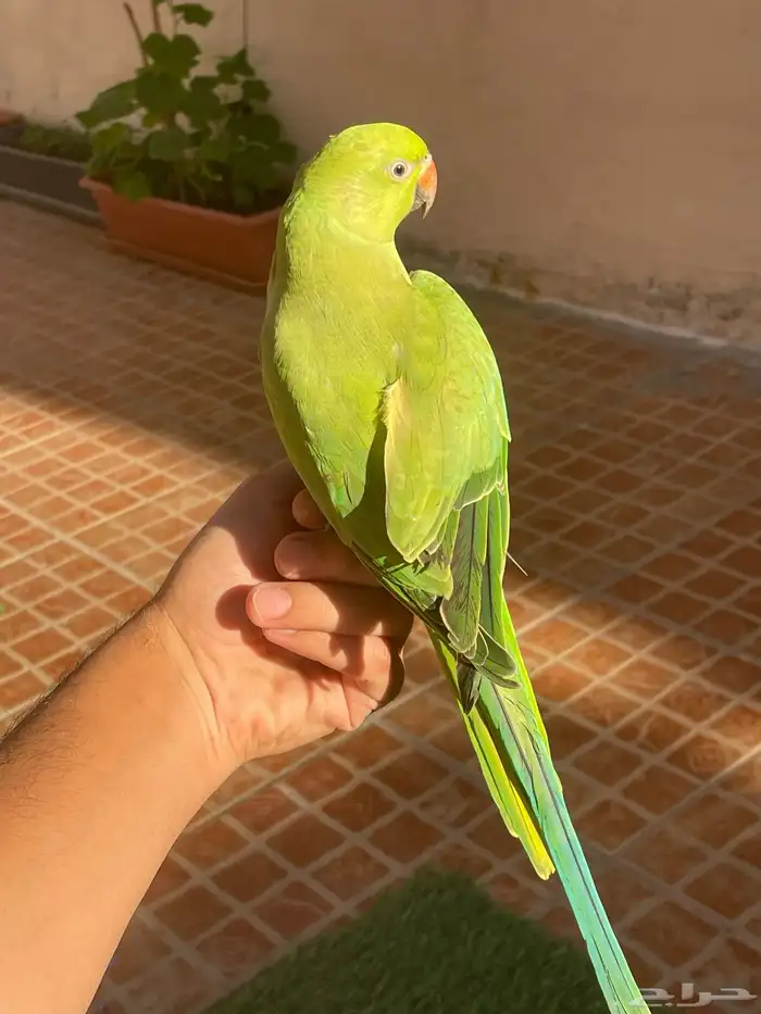 ببغاء درة اليف 0