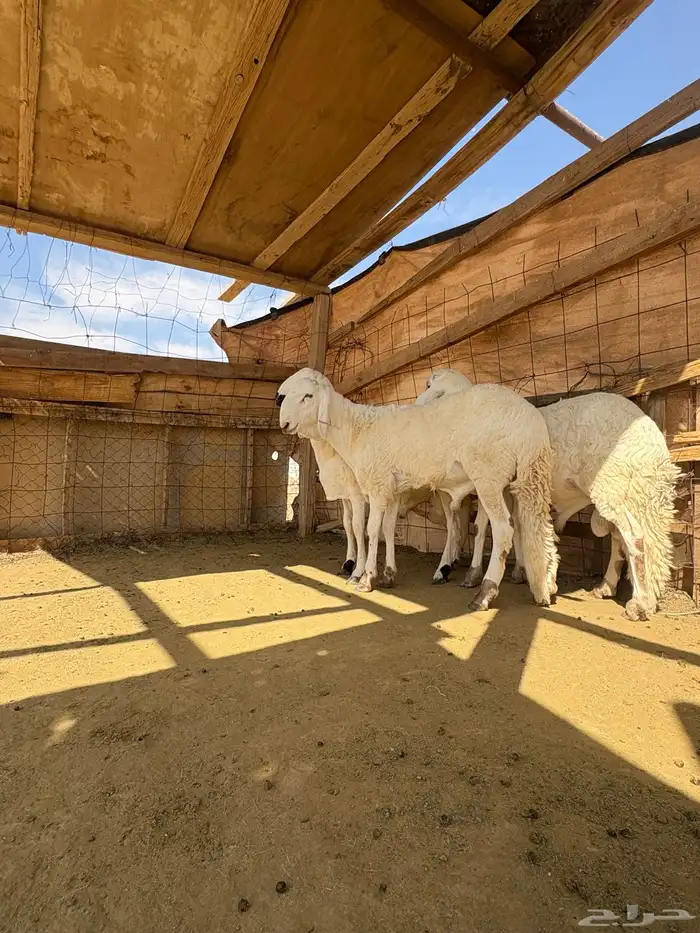 القصيم الرس طريق القرين 1