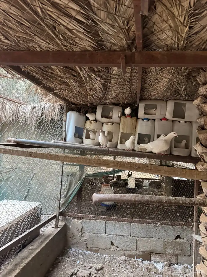 حمام فرنسي 1