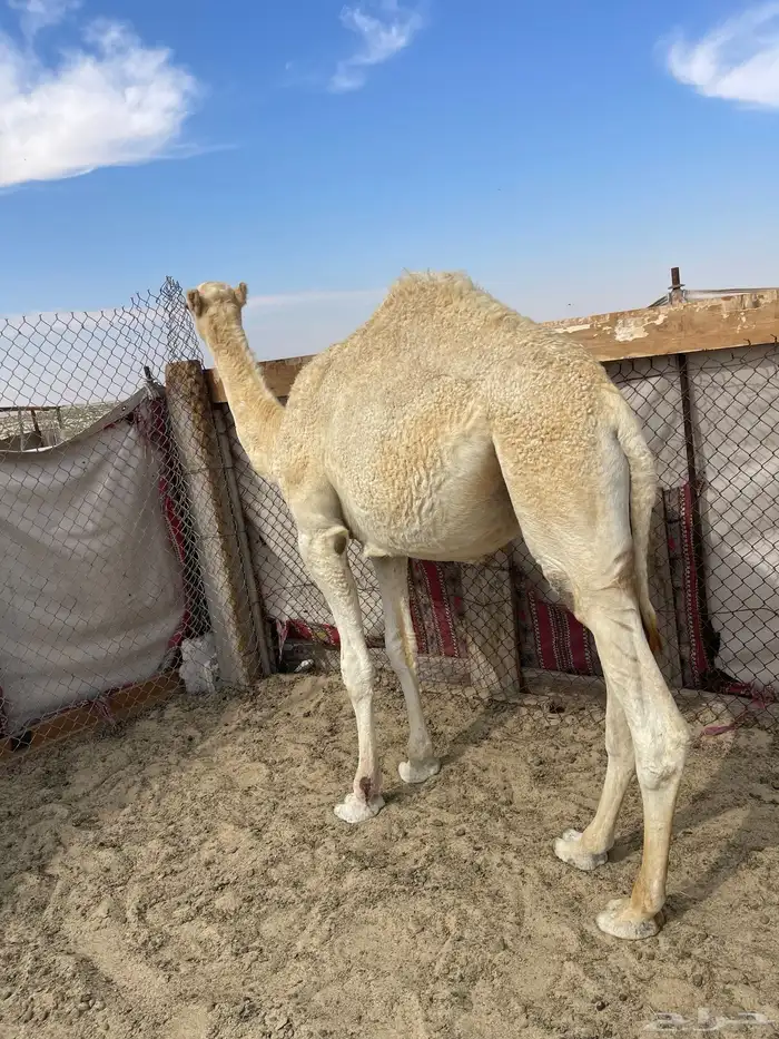 قعود فل الفل على برسيم وشعير بيع بالربع 1