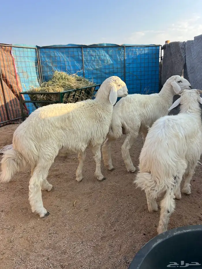 خرفنا طيبه ذبح 1