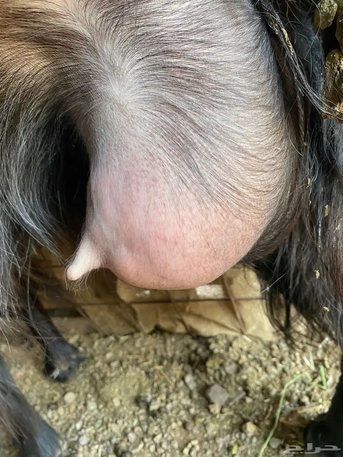 جفرة والد ( تم البيييع ) 10