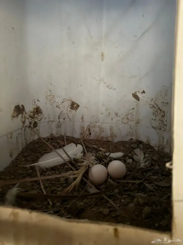 حمام فرنسي 3