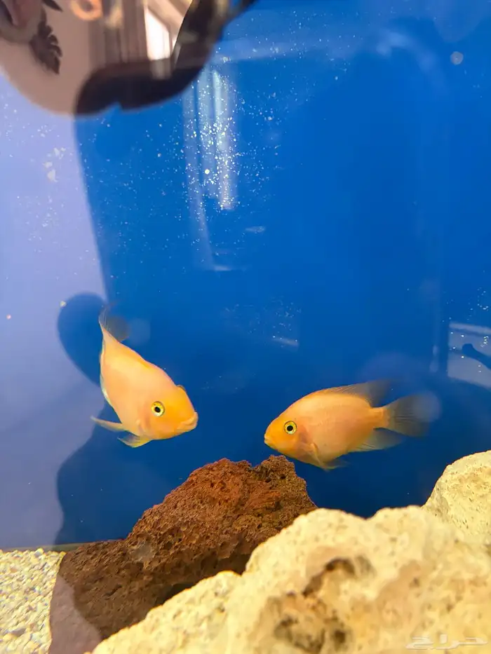 سمك مفترس ببغاء برتقالي للبيع 5