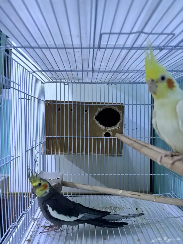 جوز كروان منتج 1