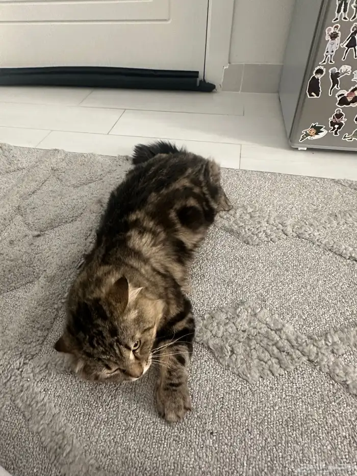 قطط ذكر وأنثى لتبني 3