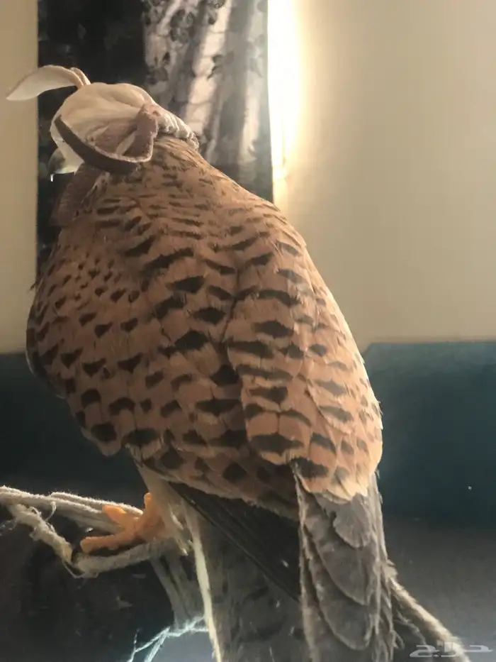 باشق مدرب للبيع علا اعلا سومه لا يجي الا الصامد 0