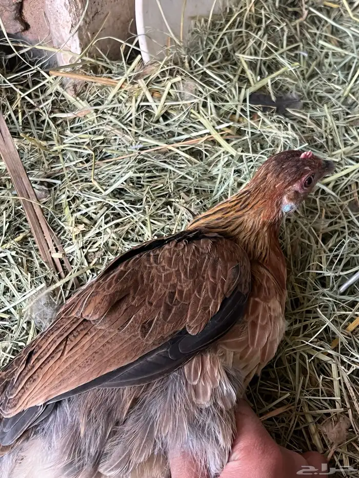 دجاجه فريه و ديك شوكي ماشاءالله تبارك الله 1