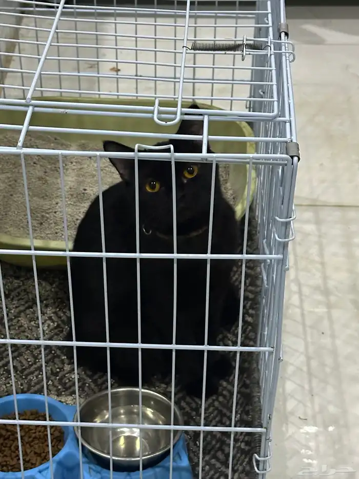 3 قطط للتبني سكوتش مهج (ذكر   2 انثى ) 2